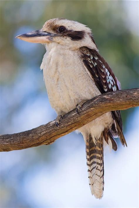 Martin Pêcheur Géant Kookaburra Kookaburra Laughing Dacelo