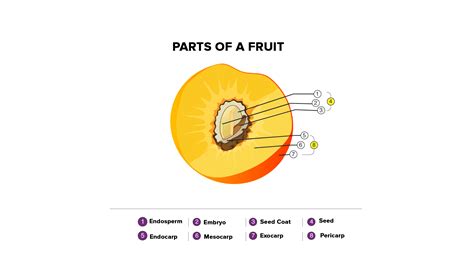 Brief about the structure of the fruit.