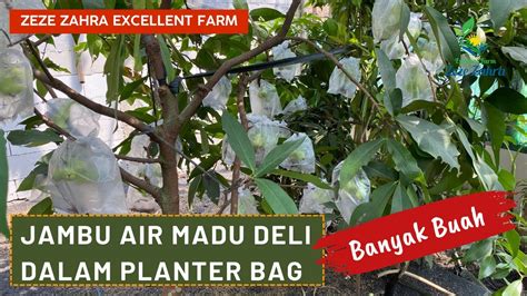 Jambu Air Madu Deli Hijau Dalam Planter Bag Berbuah Lebat YouTube