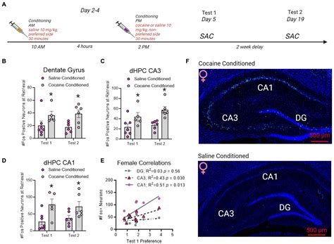 Frontiers Sex Differences In Hippocampal β Adrenergic Receptor