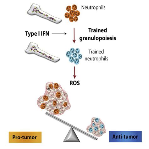 Beta-Glucan Trains The Immune System To Attack Cancer - Creative Diagnostics