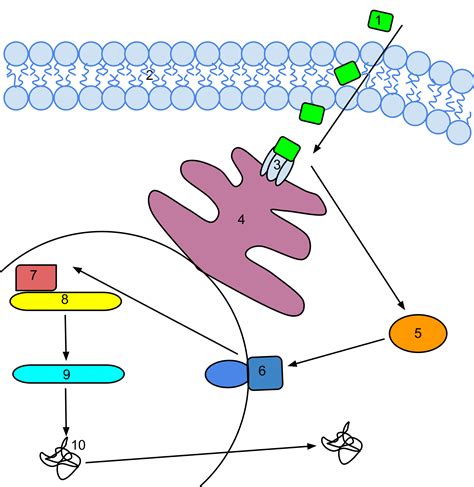 An Ethylene Signal Transduction Pathway Ethylene Permeates The