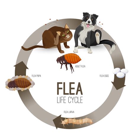 Flea Life Cycle