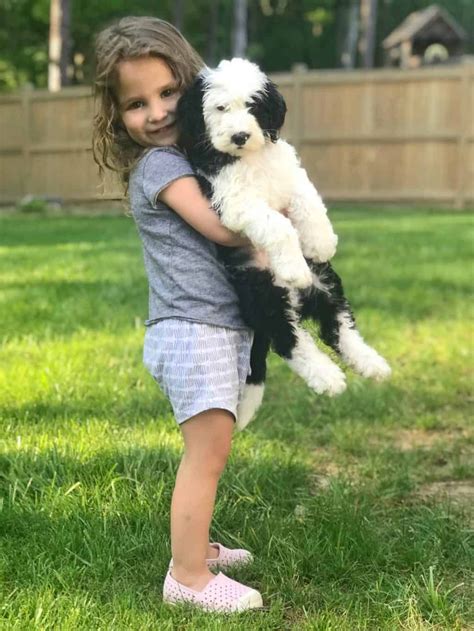 Our Giant Sheepadoodle The Good Bad And The Smelly Chrissy Marie Blog