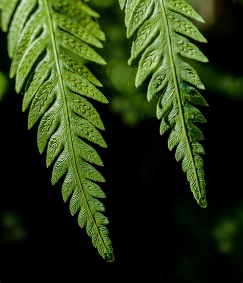 Fern Fronds By Allanoak