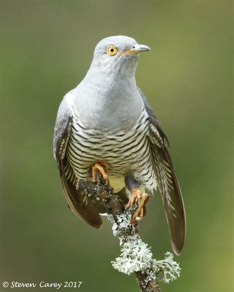 Steve Carey Bird Photography: Cuckoo (Cuculus canorus)