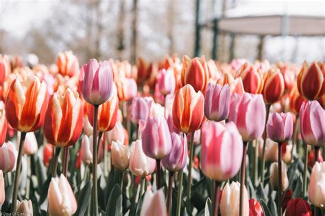 Où admirer les tulipes en Hollande Parc Keukenhof DAYS OF CAMILLE