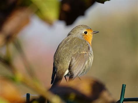 Bonne année Nature en ville à Cergy Pontoise