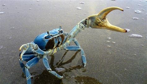 Crabe Bleu