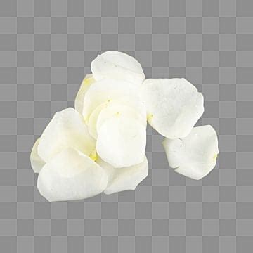 White Rose Petals PNG Transparent Images Free Download | Vector Files | Pngtree