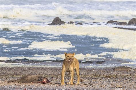 Beach lions again hunting seals and coastal birds in Namibia, after 35 ...