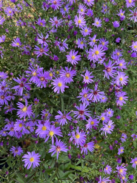 Symphyotrichum (Aster) ‘Prairie Purple’ | Pan Global Plants