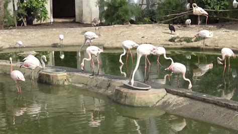 Aperçu De La Grande Volière Avec Ses Flamants Roses Au Zoo De Vincennes