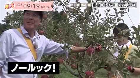 実りの秋！りんごの収穫をお手伝い｜朝島観光りんご園｜テレいわ屋