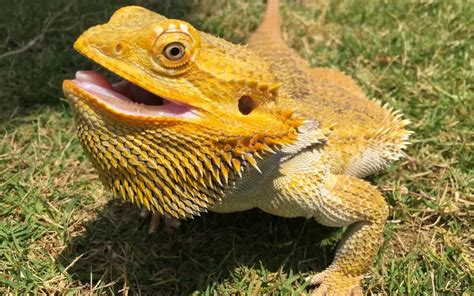 Bearded Dragon Yellow Mouth Causes And Treatments Reptile Jam