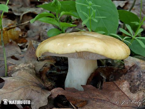 St Georges Mushroom Mushroom Photos St Georges Mushroom Images