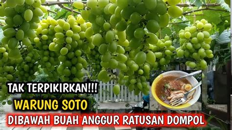 Pohon Anggur Berbuah Lebat Di Warung Soto Youtube