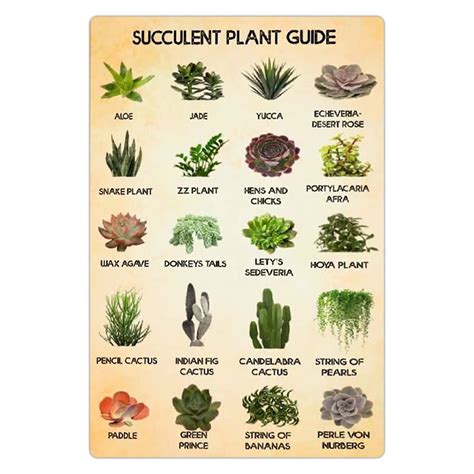 30 Types Of Succulents (Identification): Pictures Chart, 10, 54% OFF