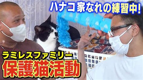 【保護猫活動】猫おじさんのサンシャイン池崎がラミレス家を訪問！保護猫ハナコが人の家になれるよう協力！！ 芸能タレント・声優【 動画まとめ