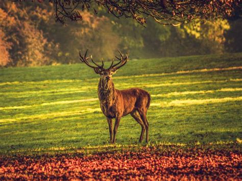 Animales Del Bosque Templado