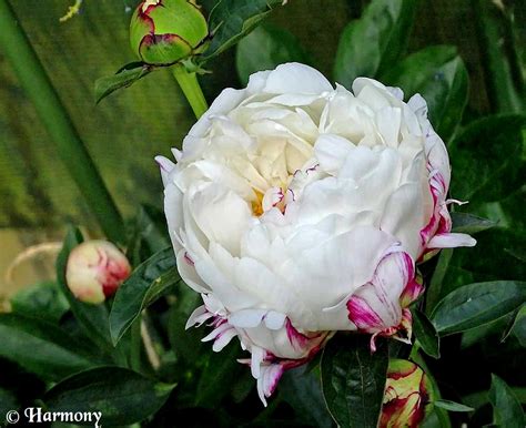 PIVOINE « FESTIVAL MAXIMA | «EVASION NATURE PHOTOS