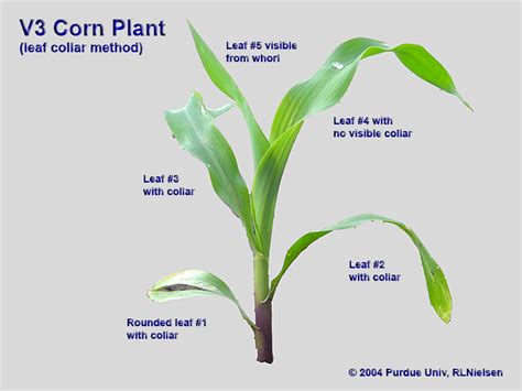 Corn Plant Diagram