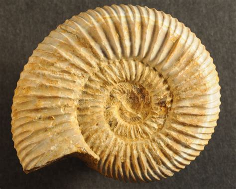 Fossil ammonite stock photo. Image of shell, spiral, squid - 16463494