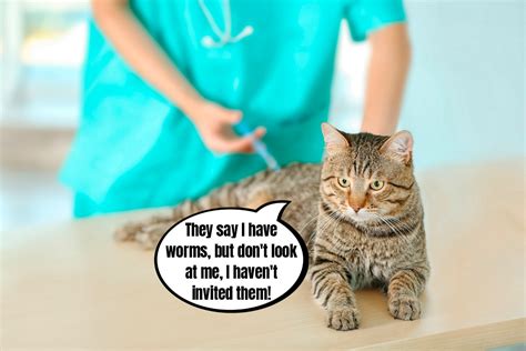 Can Indoor Cats Get Worms Lets Talk About Deworming Blog MyKotty