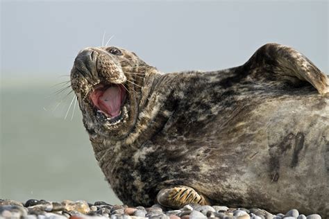 Estudio Halla Que 65 Especies De Animales Se Ríen Para Expresar Felicidad