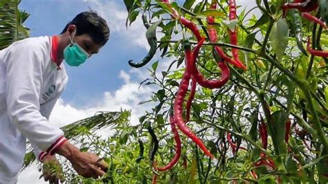 Curah Hujan Tinggi Dan Angin Kencang Membuat Tanaman Cabai Di Banyumas