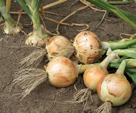 How to harvest onions: expert tips for success | Homes and Gardens