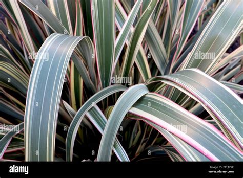 Phormium Plant Leaves Stripes High Resolution Stock Photography And