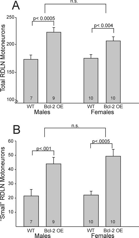 Overexpression Of Bcl 2 Reduces Sex Differences In Neuron Number In The Brain And Spinal Cord