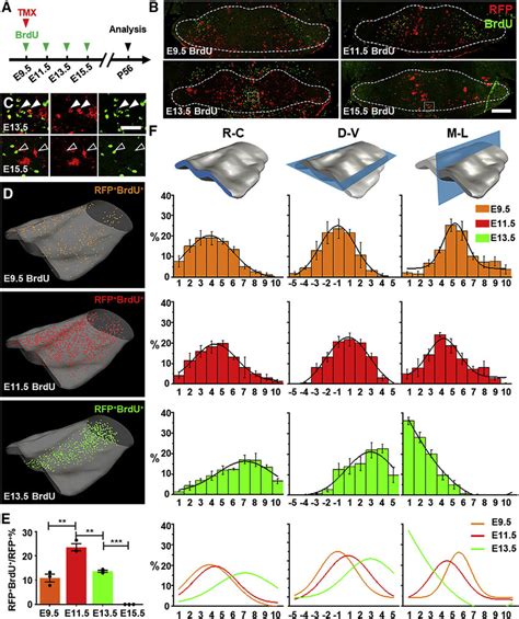 Spatial And Temporal Profiles Of Mammillary Neurogenesis From Fezf2