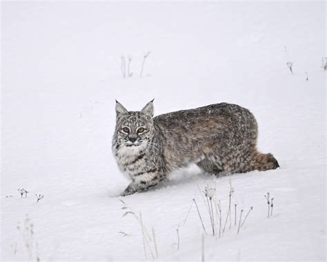 Yellowstone Insiders Hub | We had a truly amazing day in the interior