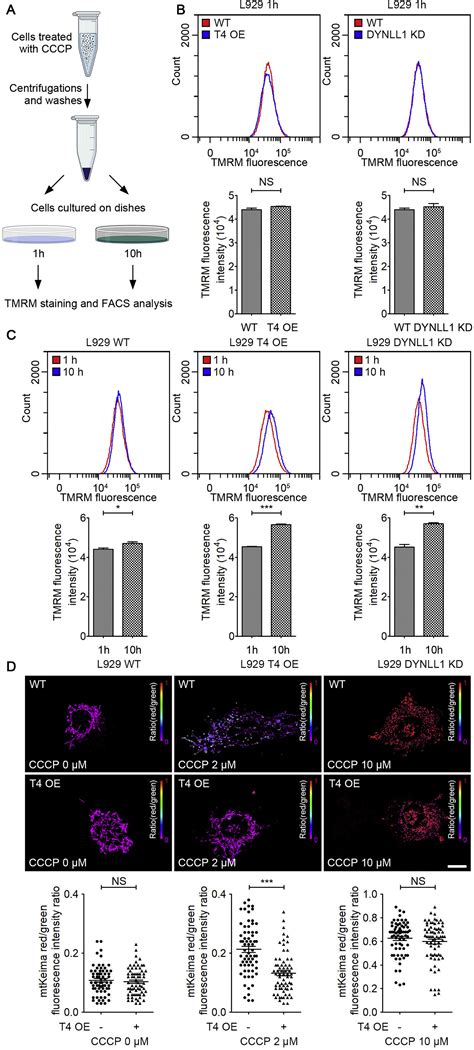 Mitocytosis A Migrasome Mediated Mitochondrial Quality Control Process