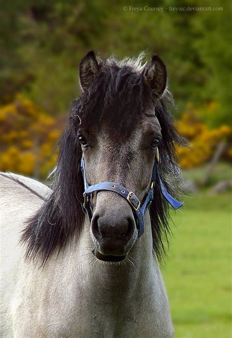 Explore the Majestic Highland Pony