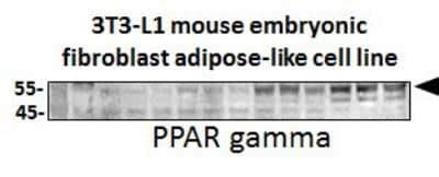 Ppar Gamma Nr C Antibody Bsa Free Nbp By Novus Part Of Bio