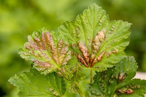 Red Currant Leaves Attacked by the Fungus Anthracnose. Gallic Aphids on ...