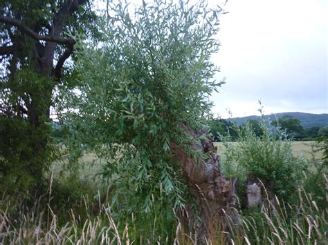 An English Homestead Willow Trees Update