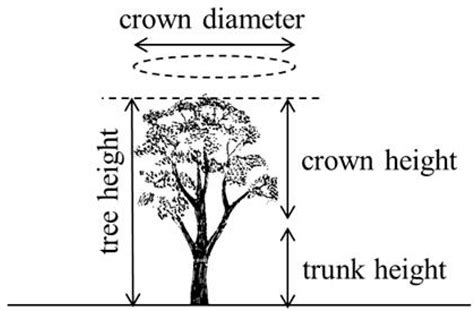 Comparison Of Canopy Volume Measurements Of Scattered Eucalypt Farm