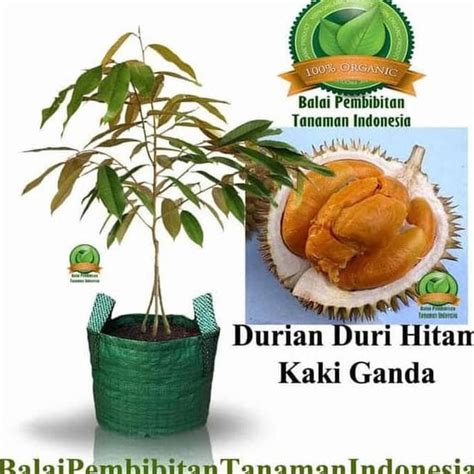 Jual Terl R S Asli Bibit Durian Duri Hitam Kaki Bibit Buah