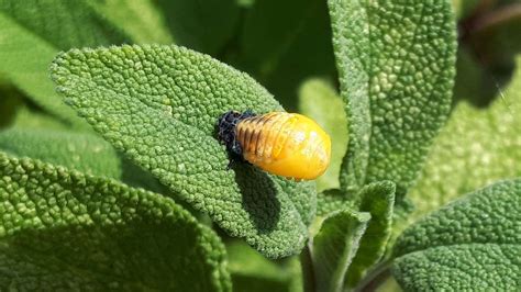 Photos Show The Birth Of Beautiful Ladybirds