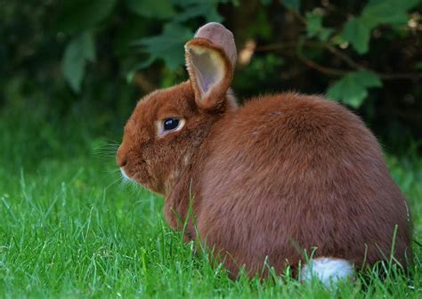 An Overview Of Rabbit Fur Colors And Patterns