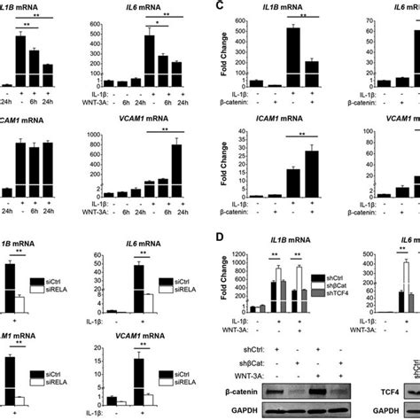 Wnt β Catenin Signaling Selectively Reduces Il 1β Induced Nf κb Target Download Scientific