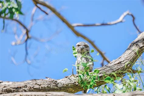 Tawny Frogmouth Austrlalian Owl Variety Sitting on Branch in Wild Stock ...