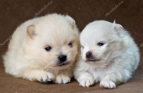 Two puppies of the spitz-dog in studio on a neutral background — Stock ...