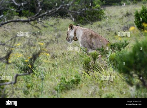 A Lioness Panthera Leo Wearing A Radio Collar In Addo Elephant Park