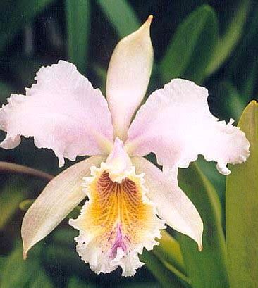 National Flower of Venezuela