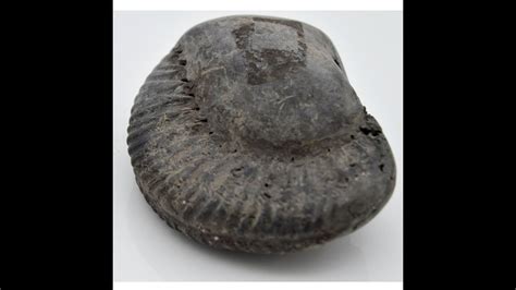 Purchase Link To Below Genuine Harihar Shaligram Fossil Saligram For